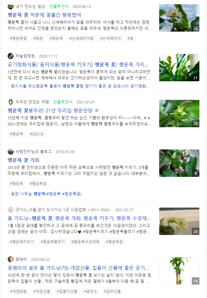 행운목 꽃