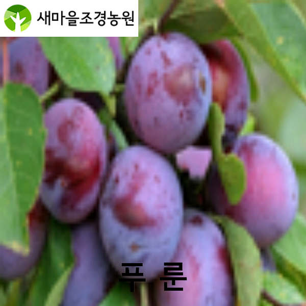 최근 많이 팔린 푸룬나무 푸룬나무묘목 건자두나무묘목 과일나무 꽃나무 조경수, 1개 ··· 최근 많이 팔린 푸룬나무 푸룬나무묘목 건자두나무묘목 과일나무 꽃나무 조경수, 1개 ···