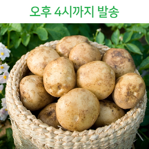 잘나가는 빛고을장터 2021년 국내산 포슬한 햇 감자 10kg 5kg 3kg내외, 1box, 04. 감자 (특) 5kg내외 요리용 추천합니다 잘나가는 빛고을장터 2021년 국내산 포슬한 햇 감자 10kg 5kg 3kg내외, 1box, 04. 감자 (특) 5kg내외 요리용 추천합니다