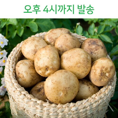 잘나가는 빛고을장터 2021년 국내산 포슬한 햇 감자 10kg 5kg 3kg내외, 1box, 04. 감자 (특) 5kg내외 요리용 추천합니다