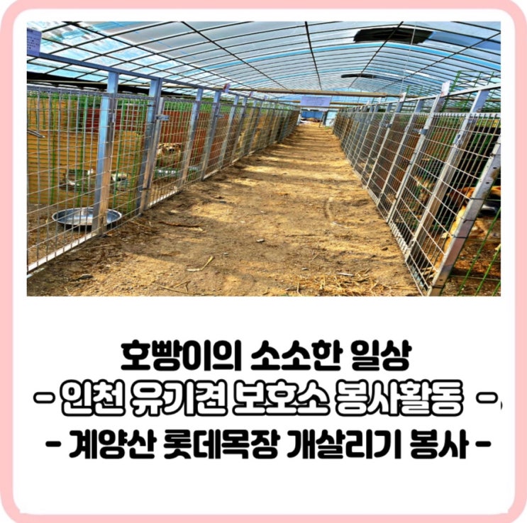 [유기견 보호소 봉사] 인천 계양산롯데목장 개살리기