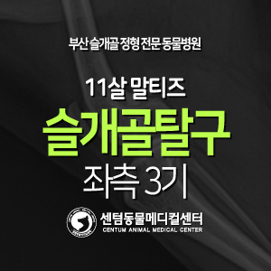 [슬개골 탈구 수술 증례] 11살 / 말티즈 / 좌측 3기 (부산 강아지 노령견 수술 전문 동물병원, 센텀동물메디컬센터)