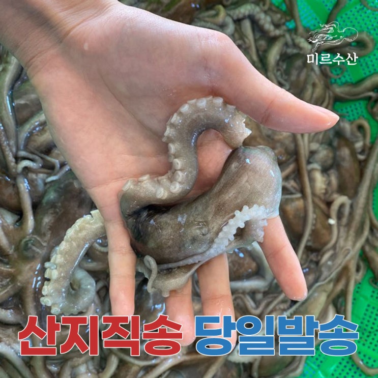 많이 팔린 산지직송 국내산 고흥 뻘낙지 5마리(마리당 70g~100g), 단품 추천해요