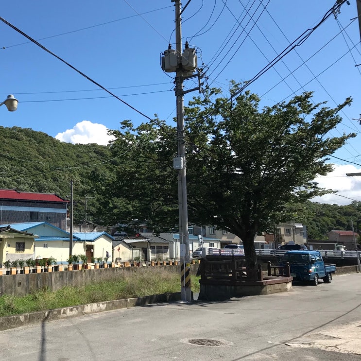 교목, 관목, 초본식물 관찰하기_느티나무, 장미, 메리골드 관찰기