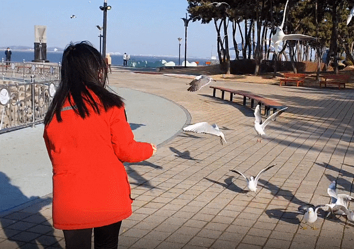  아산 삽교호 갈매기들과..