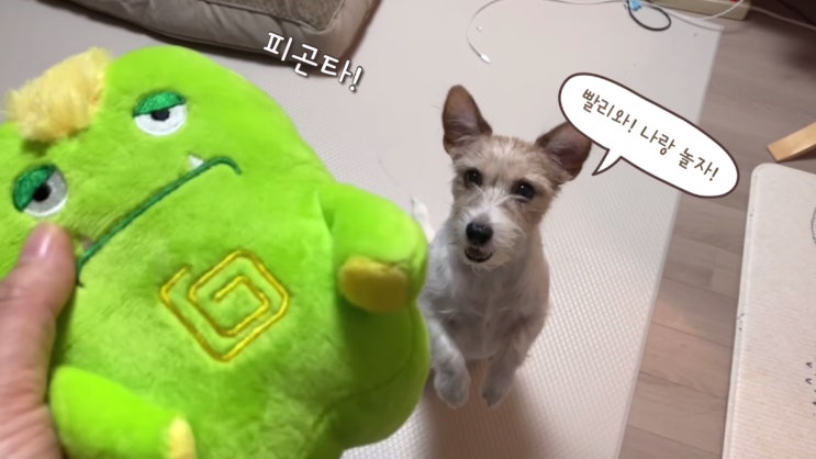  애견 운동장_안성 스타필드 펫 파크에 다녀왔어요!
