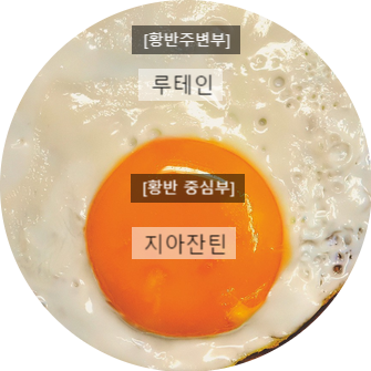  [제품추천-눈건강]안국 루테인지아잔틴플러스 황반중심케어