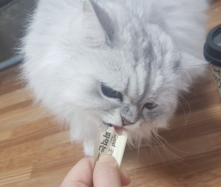  굿밸런스 짜먹는 고양이 간식 가성비와 기호성 좋아요