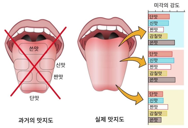  [유전자 연구소 #6] 제5의 미각, 감칠맛?, 지방맛?(feat. 호랑이와 곶감, 인간은 왜 맛을 느낄까?)