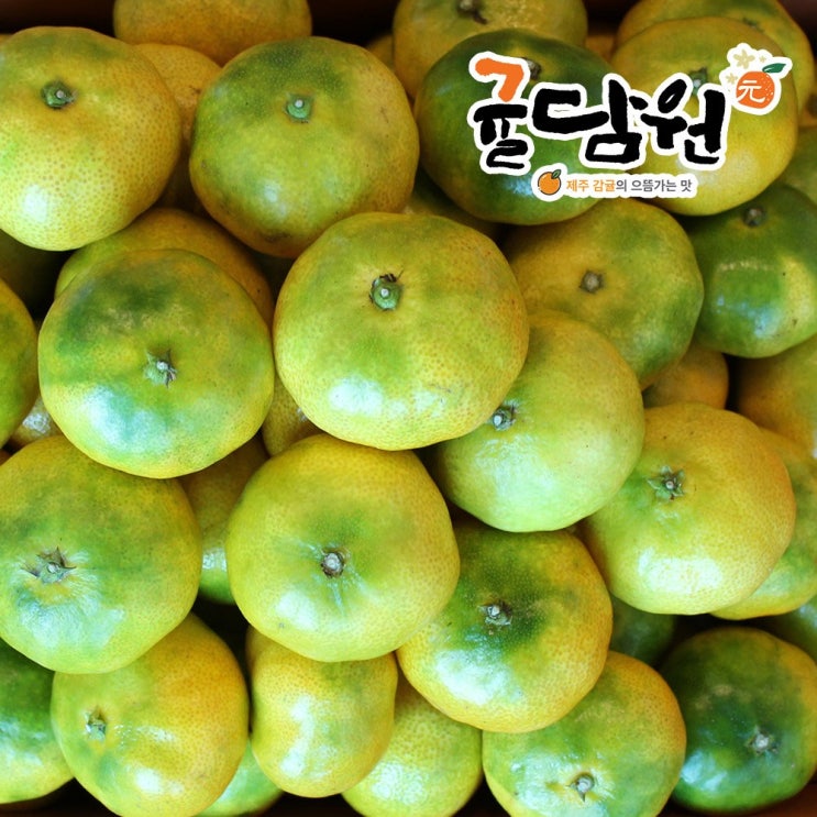 잘나가는 귤담원 제주 첫 수확 조생 감귤, 1박스, 02.무공해 감귤 3.3kg 꼬마-소과(2S) 추천해요 잘나가는 귤담원 제주 첫 수확 조생 감귤, 1박스, 02.무공해 감귤 3.3kg 꼬마-소과(2S) 추천해요