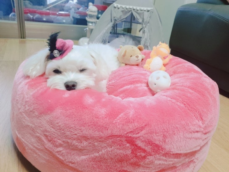  강아지눈물자국 없애는법 티어젠 으로 백프로 효과본 후기!