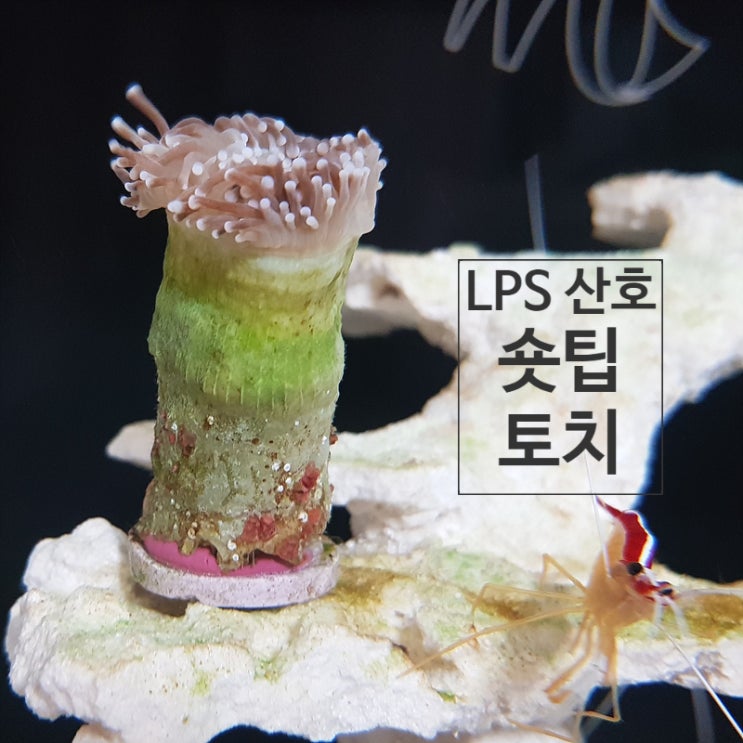  LPS 산호 숏팁 토치