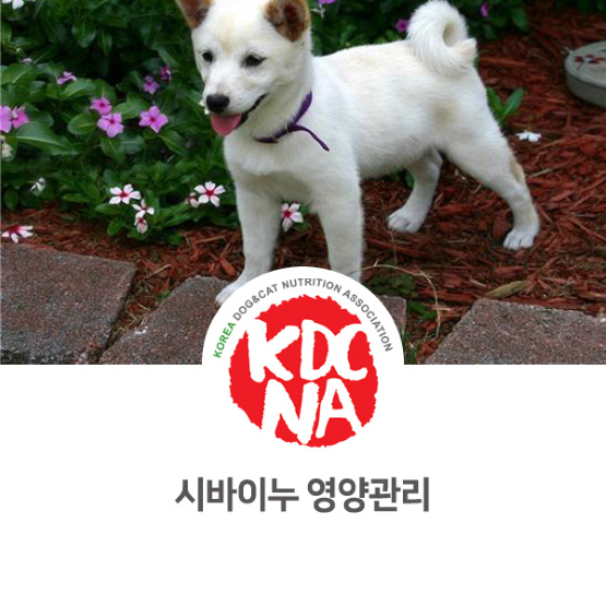  [익산/전주/대전/천안/광주/부산/김해/펫푸드자격증/한국반려동물영양협회/펫영양사/애견수제간식] 익산지부 나의반려가 알려주는 시바견 영양관리_741