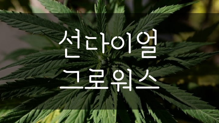 선다이얼 그로워스 주가 재무 분석 - 미국 대마초 관련주(sndl) 선다이얼 그로워스 주가 재무 분석 - 미국 대마초 관련주(sndl)