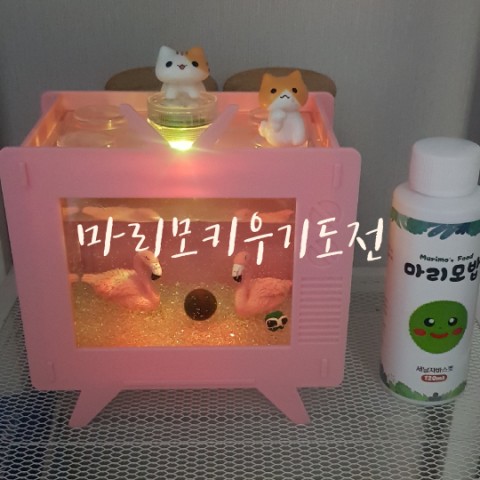  마리모키우기세트 물갈이 키우는방법