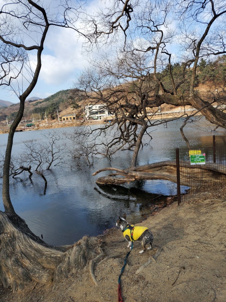  경산 반곡지 강아지 산책코스 / 대구 근교 드라이브코스 (with. 테리) 멋진 나무와 사진 찍을 수 있는곳!