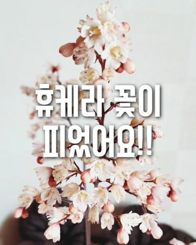 휴케라 상하이 꽃