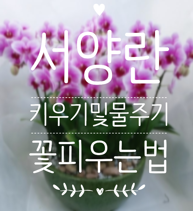  [서양란 물주기] 호접난 서양난 꽃피우는 법! 호접란 물주기. 서양란 키우기. 서양난을 알아보아요~ *부산 꽃집 아트꽃월드* 부산 서양란 배달. 사상 꽃집