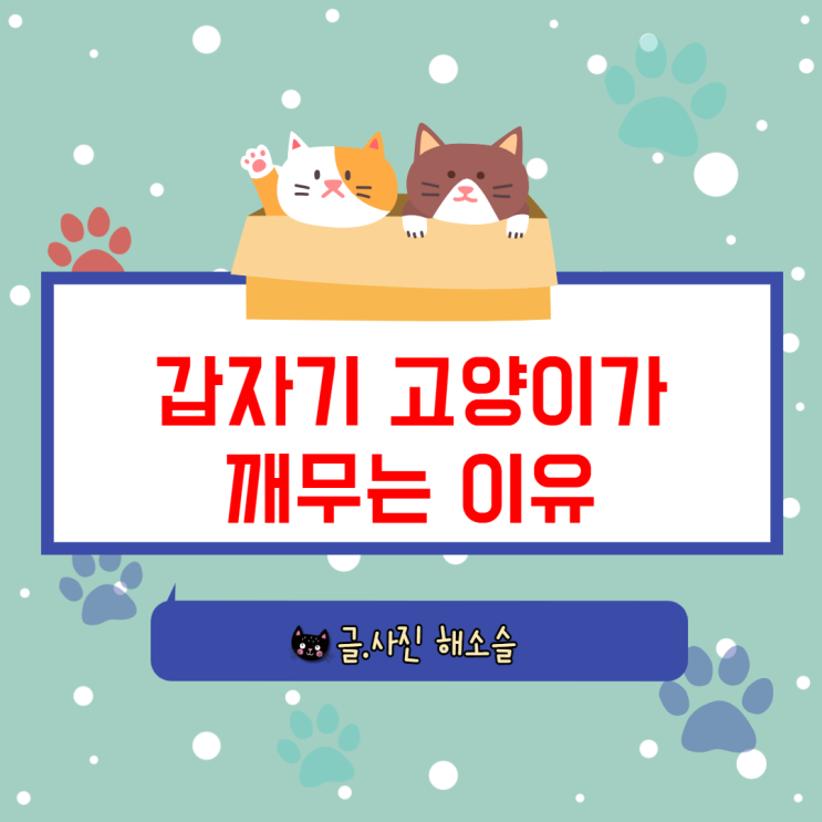 갑자기 고양이가 무는 이유는 뭘까?