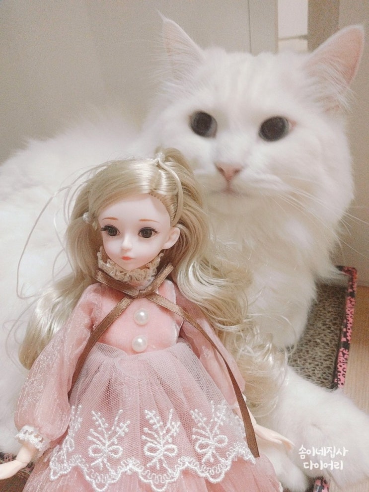  고양이 솜이의 일기, 사랑은 쟁취하는거야
