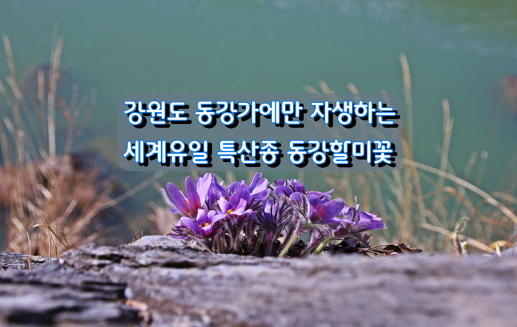 강원도 동강가에만 자생하는 세계유일 특산종 동강할미꽃 강원도 동강가에만 자생하는 세계유일 특산종 동강할미꽃