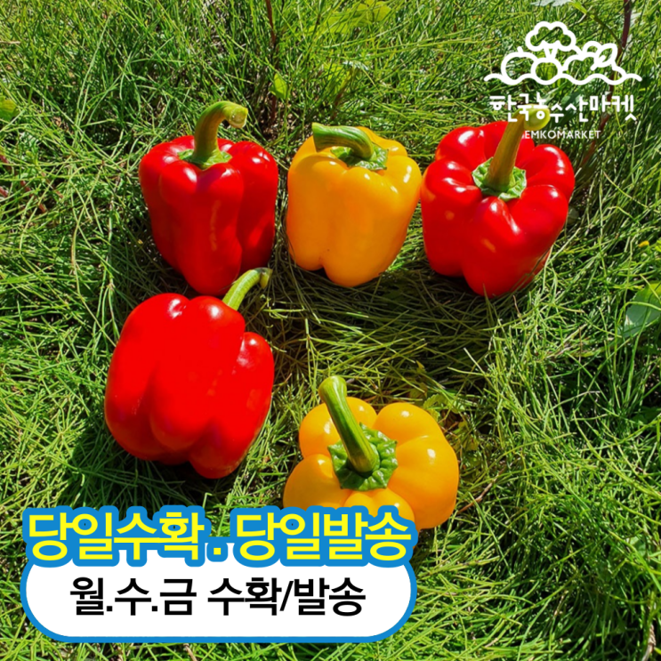 구매평 좋은 한농 농장 산지직송 프리미엄 파프리카, 1box, 프리미엄 파프리카 2.5kg 추천해요 구매평 좋은 한농 농장 산지직송 프리미엄 파프리카, 1box, 프리미엄 파프리카 2.5kg 추천해요