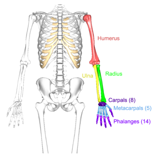 [해부생리학 3강] 팔다리뼈대 정의 및 분류 : 네이버 블로그 Biology Diagrams