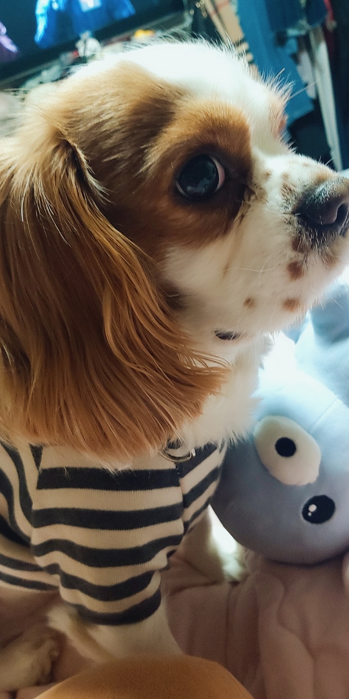  사랑스런 울  보리 소개해요