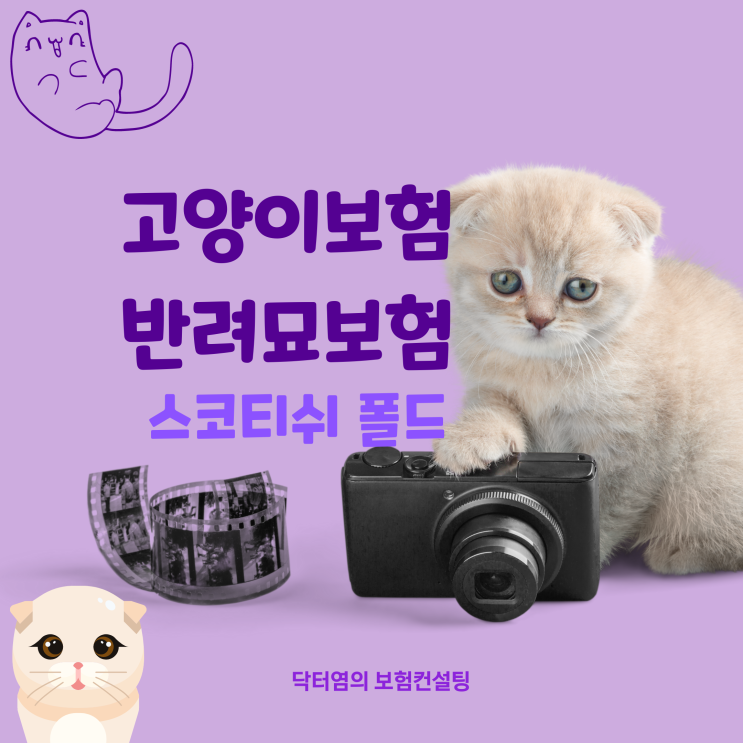  고양이보험 스코티쉬 폴드 반려묘보험 2세 펫보험 설계로 알아보기
