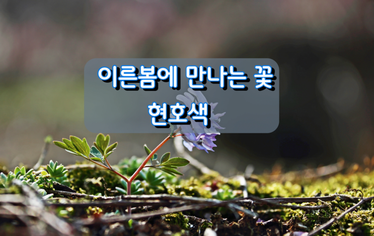 이른봄에 만나는 꽃 현호색