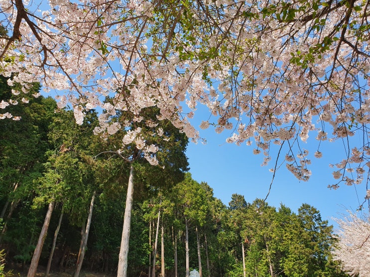 부산 근교, 통영 미래사 편백나무 숲