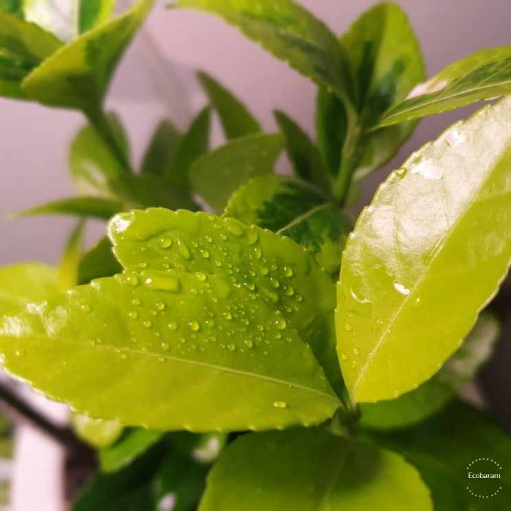  [에코트렌드21] 바이오필릭 디자인(Biophilic Design)