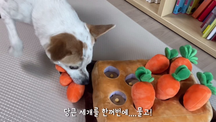  노즈워크_당근밭 노즈워크를 대하는 삼개들의 자세