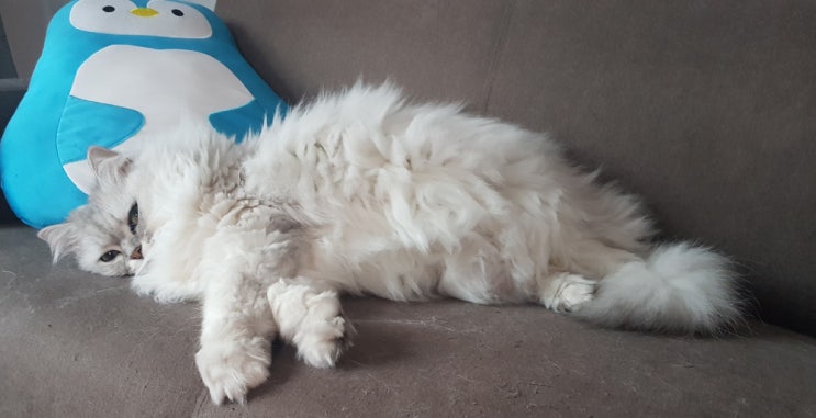  점프를 주저한다면 고양이 관절염 의심해 보세요