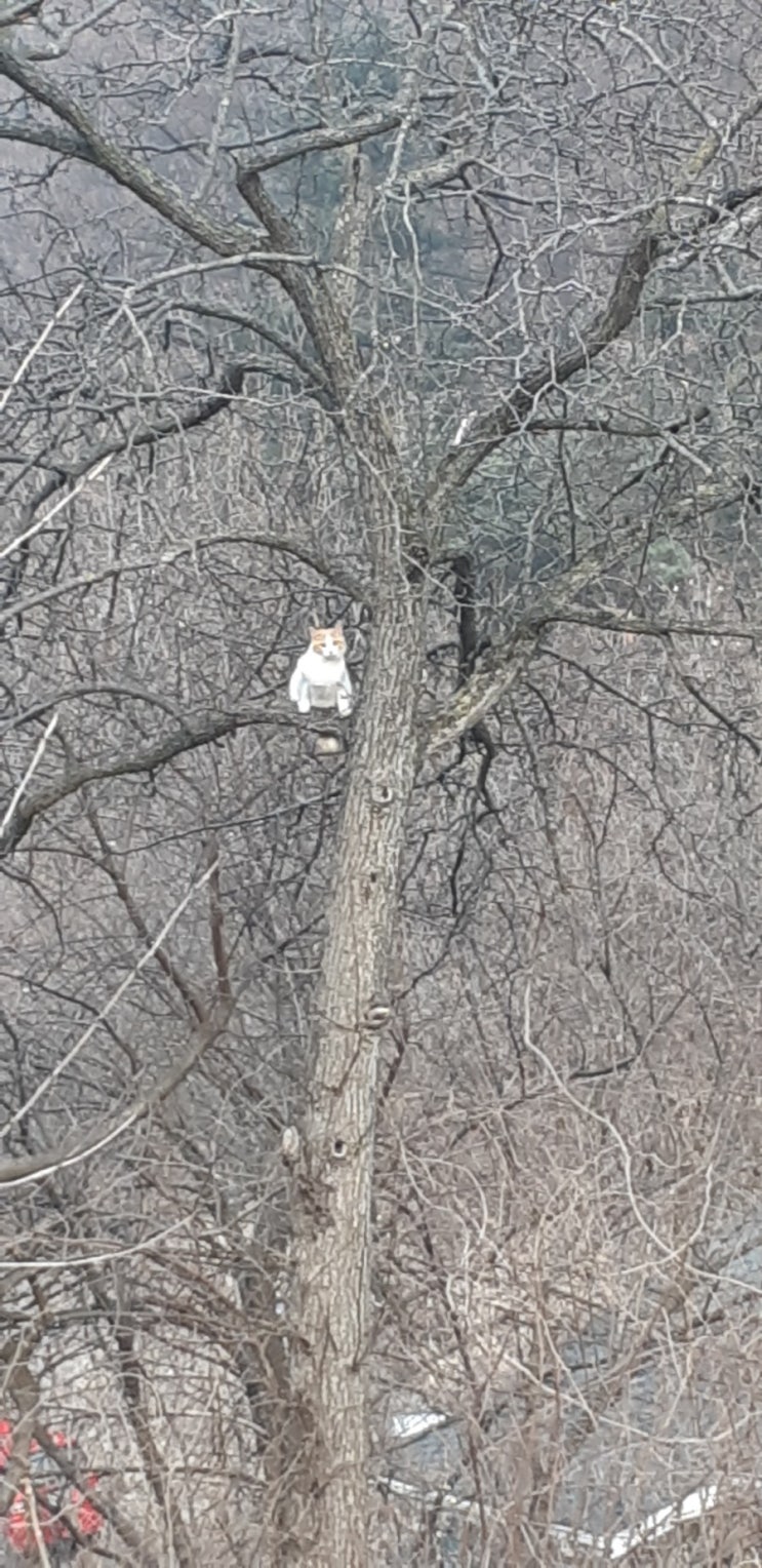 고양이 쭟던개 나무위 쳐다보기