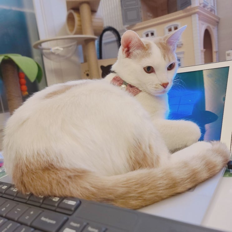  노트북고양이. 고양이는 노트북을 좋아해. 노트북위의 도양이. 방해냥.당당한고양이
