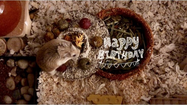 Happy Birthday, Simba!