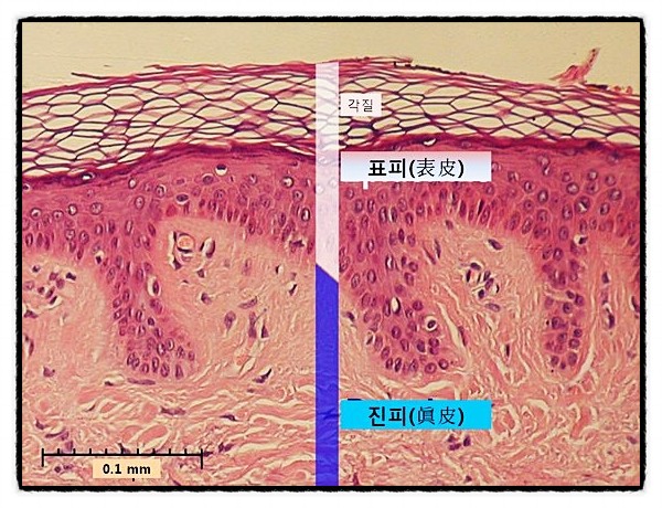 피부 콜라겐   활성산소 지방  탄성   멜라닌 세포 면역 지수 