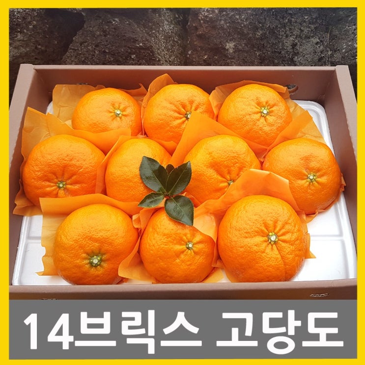 선택고민 해결 제주귤내음농원 특고당도 제주 레드향 3kg 5kg 선물세트, 1개, 선물용 레드향 특대과 3kg(9~12과) ···