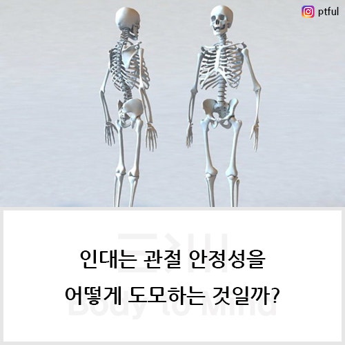 인대는 관절 안정성을 어떻게 도모하는 것일까?