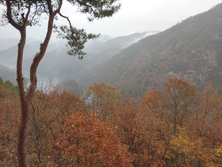 대전광역시 여행 (장태산 자연휴양림 : 메타세쿼이아,스카이타워,출렁다리)