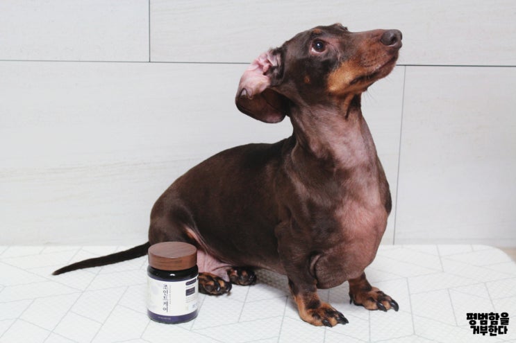 애견관절영양제 매드머츠 반려동물 한방 영양제 조인트케어로 강아지 관절 지킬수있어요.