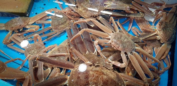  대구 칠성시장 해산물, 청해수산(수산물, 조개, 문어, 새우, 대게, 가리비)