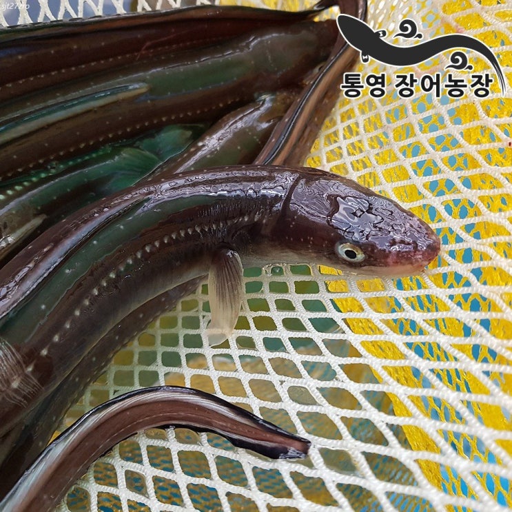  [할인정보] 통영장어농장 바다장어 중사이즈4~6미 대사이즈3미 자연산 산지직송 18,900 원~* ~!