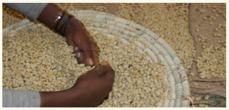  [Specialty]Sidamo Bensa Bona G1 Washed