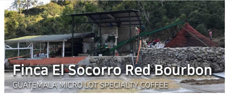[Specialty]Finca El Socorro (Micro Lot) Red Bourbon Specialty