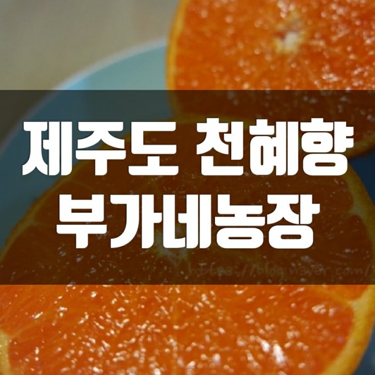 제주도천혜향 선물세트 부가네농장 (3kg 5kg 10kg) 제주도천혜향 선물세트 부가네농장 (3kg 5kg 10kg)
