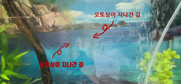 [ 꼬기의 물생활 ] 한쪽에만 창궐한 녹색이끼를 없애라! 리오네그로 오토싱 녹색이끼를 제거하라