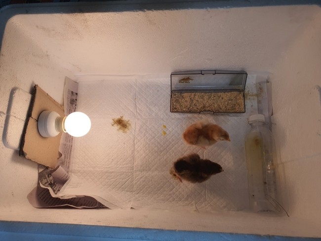  병아리키우기 자작 육추기로 3일째 되었습니다. 같이 놀기 