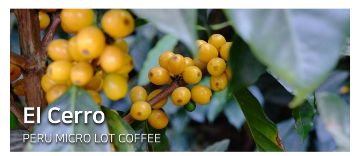  [Specialty]El Cerro Yellow Caturra Washed (Micro Lot)